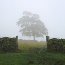 Tree in Mist
