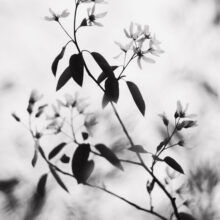 TIM_SMITH_Bud's